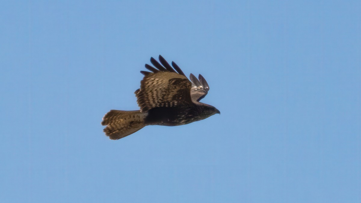 Канюк звичайний (підвид buteo) - ML636390825