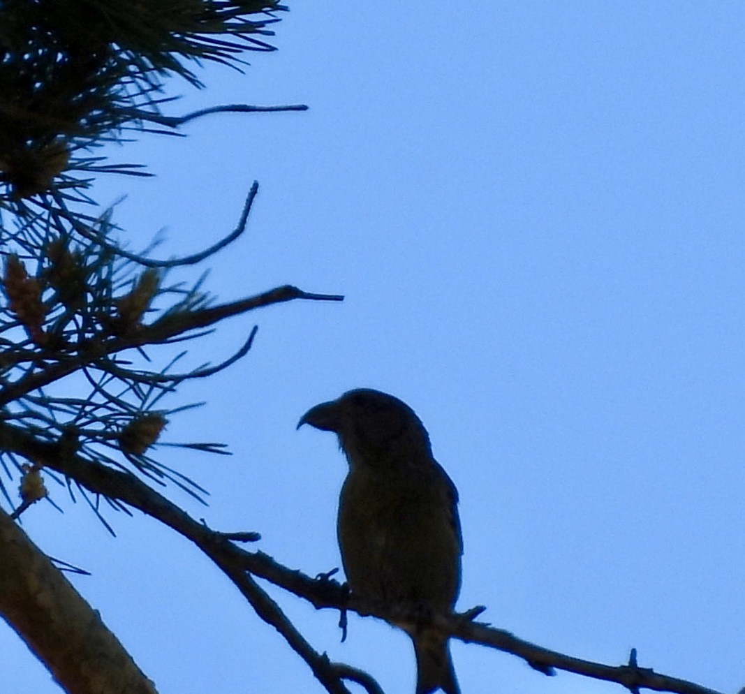 Red Crossbill - ML636390853