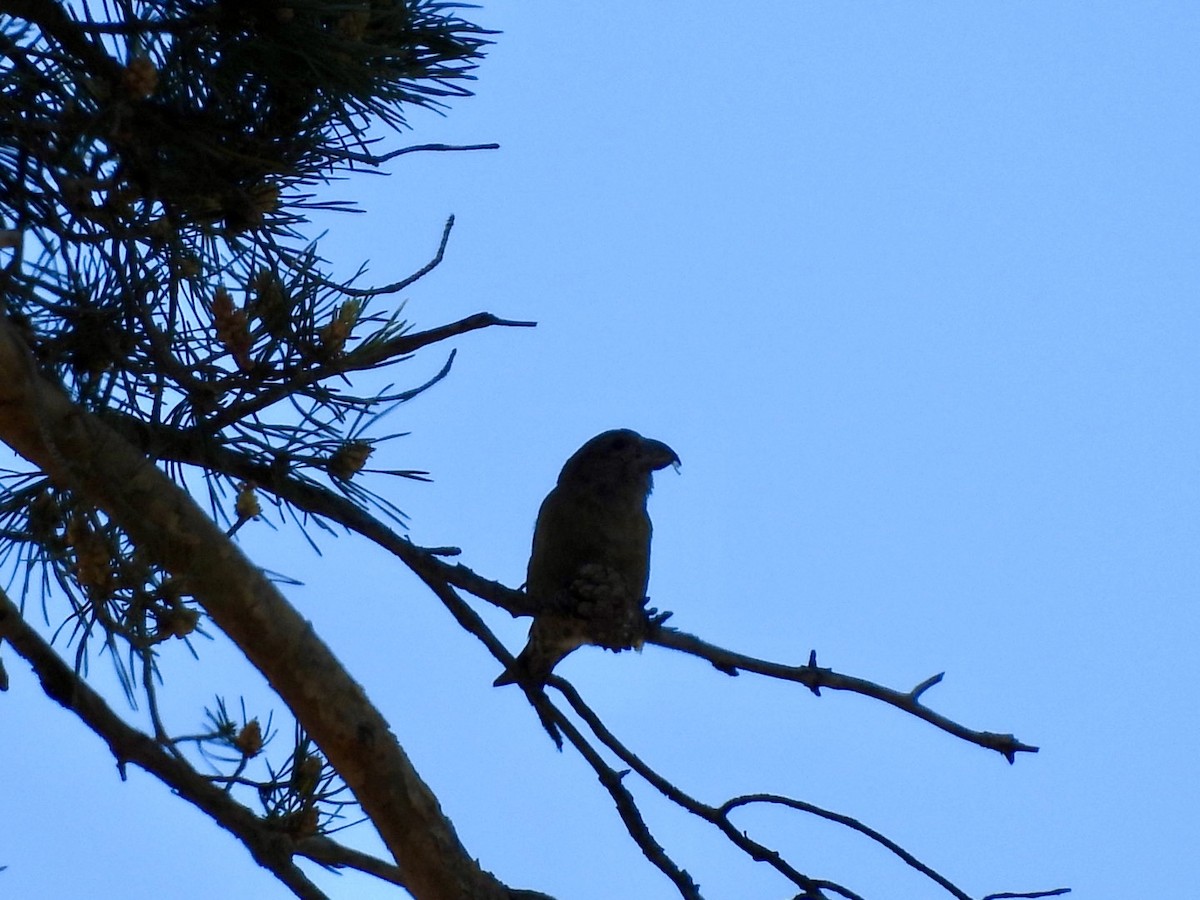 Red Crossbill - ML636390854