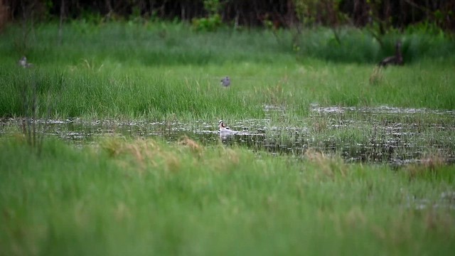 Wilson's Phalarope - ML636390890