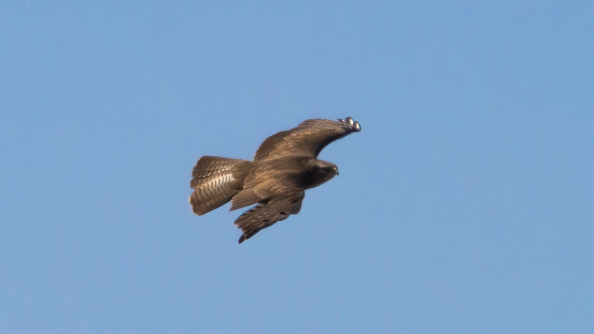 Канюк звичайний (підвид buteo) - ML636390911