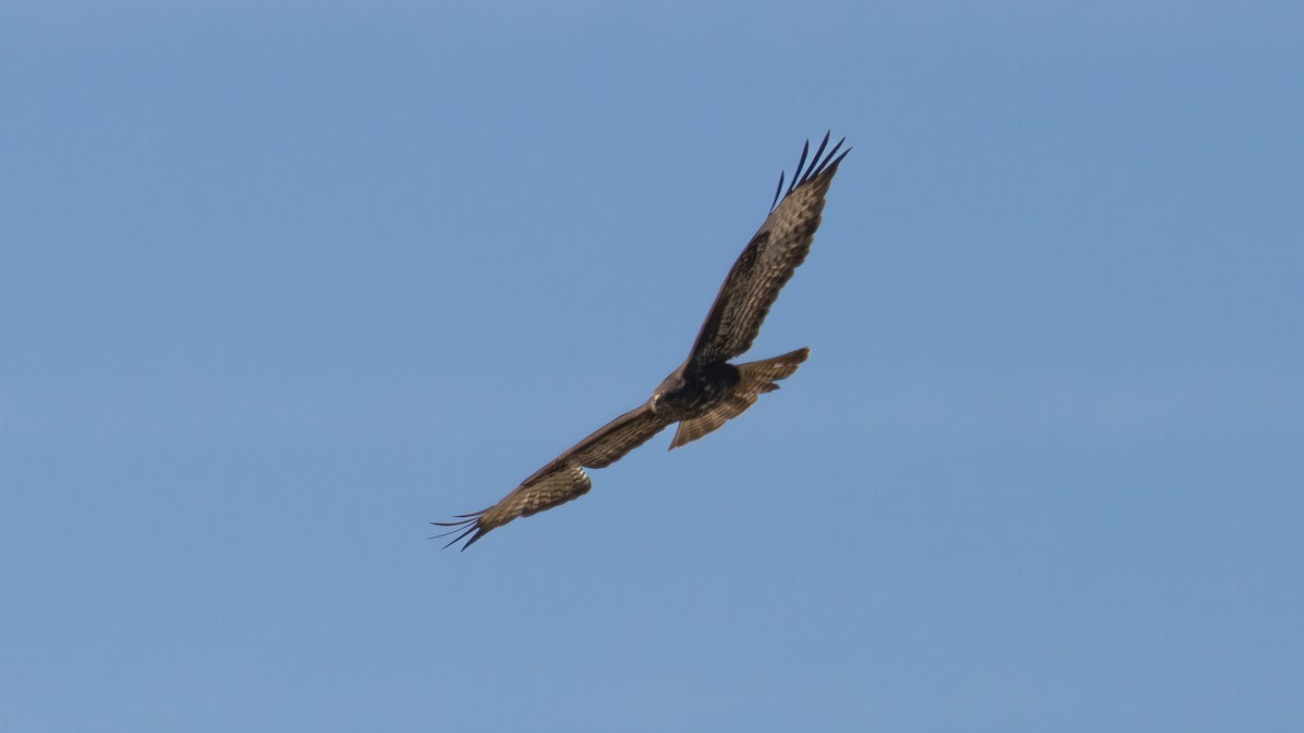 Канюк звичайний (підвид buteo) - ML636391024