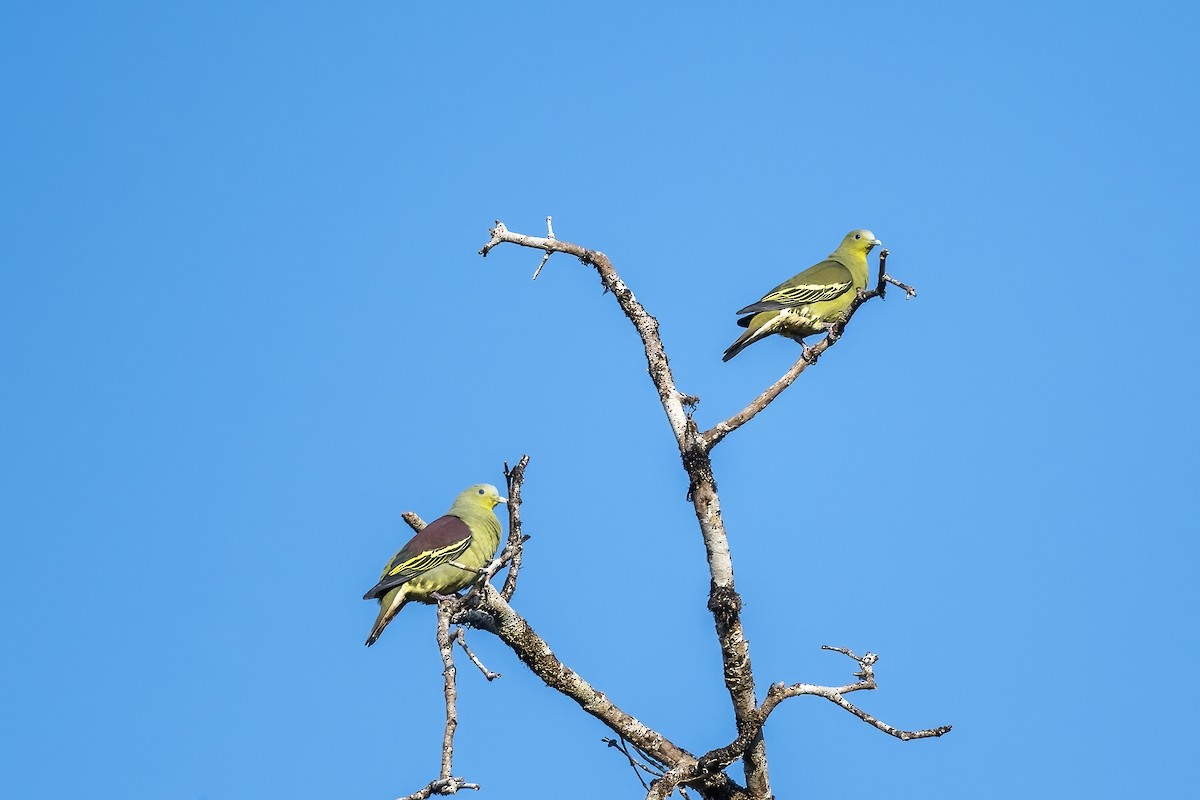 Gray-fronted Green-Pigeon - ML636391295