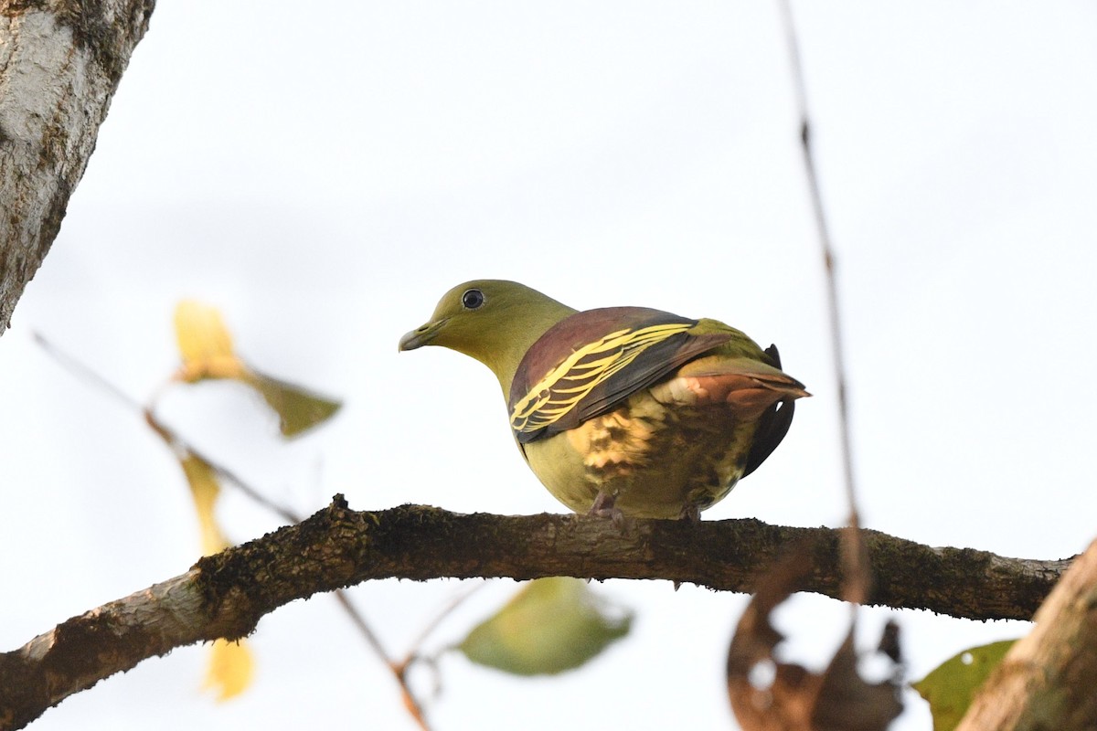 Gray-fronted Green-Pigeon - ML636391302