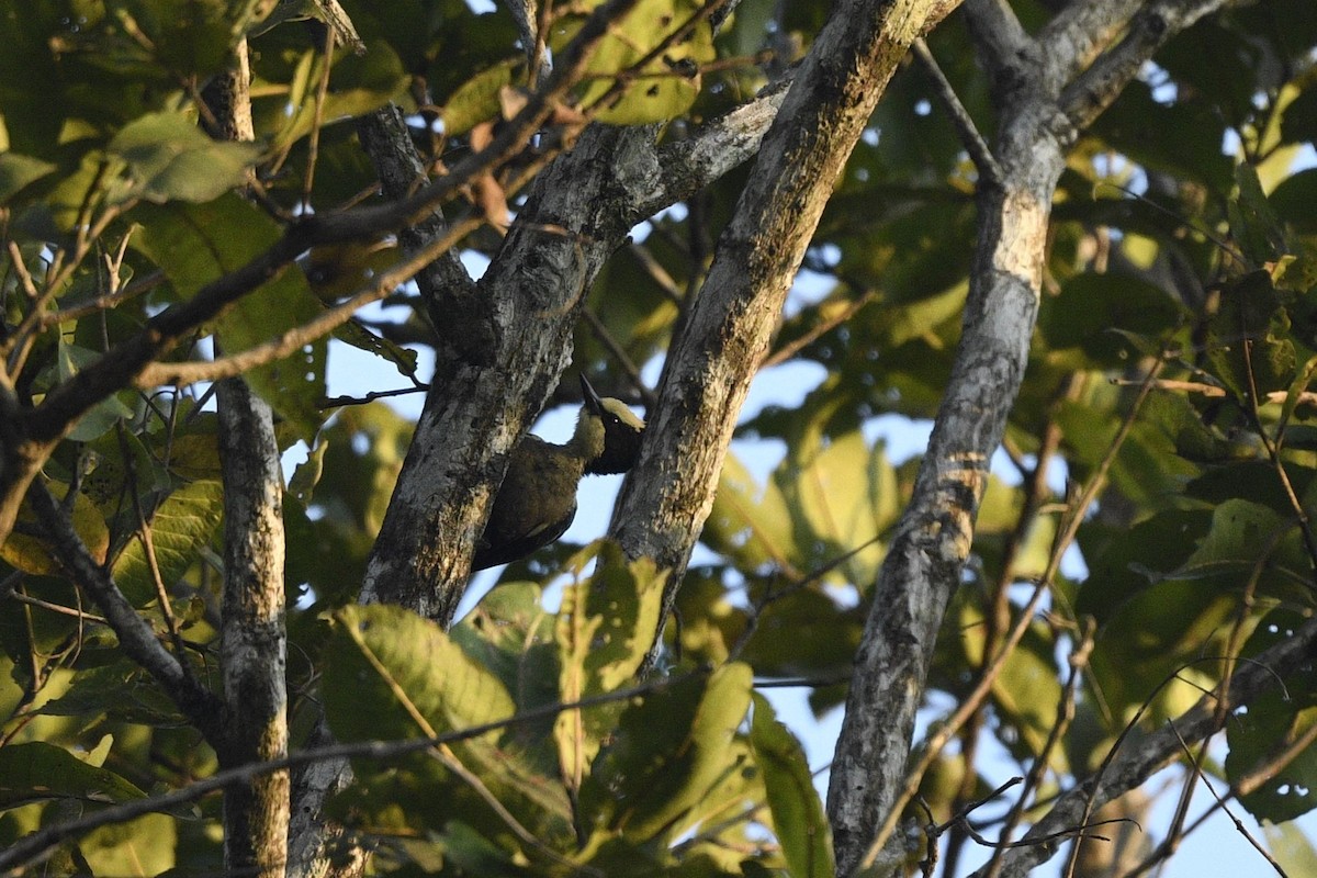 Heart-spotted Woodpecker - ML636391304
