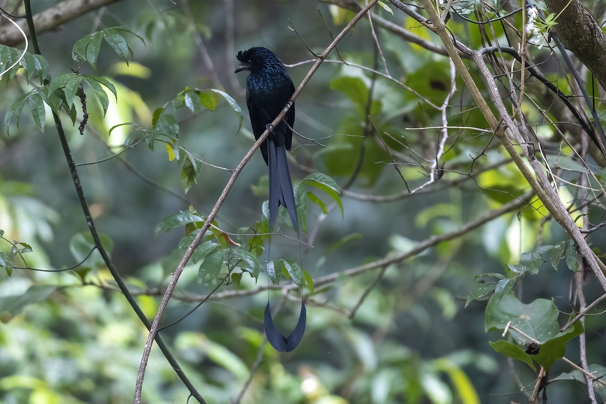 Greater Racket-tailed Drongo - ML636391307