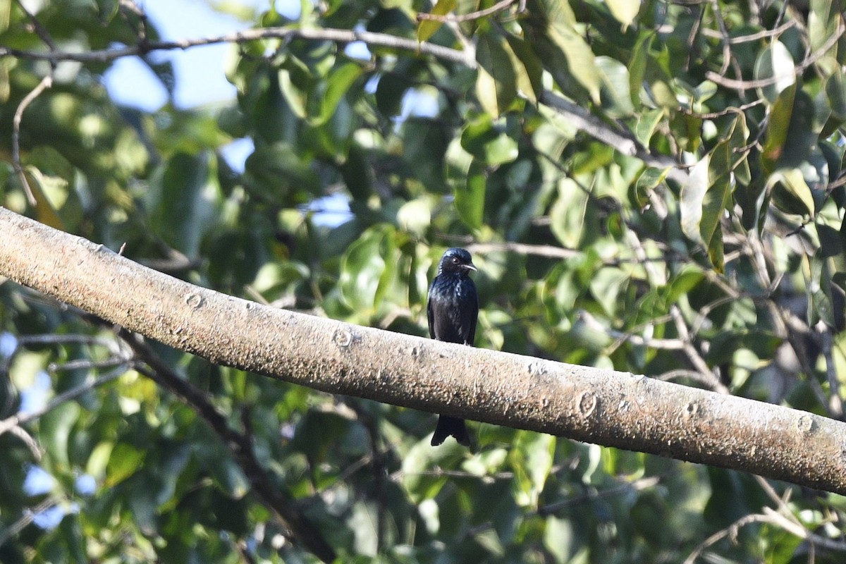 Bronzed Drongo - ML636391312