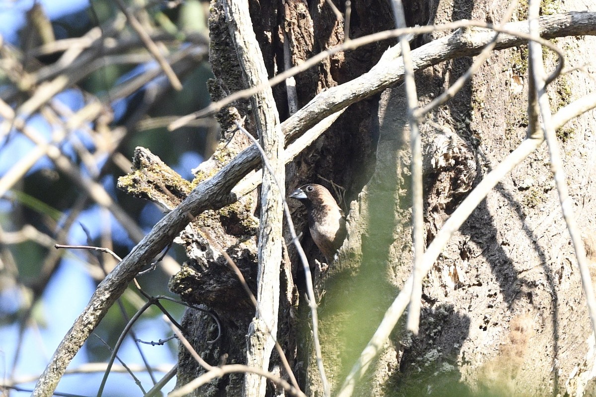 Black-throated Munia - ML636391313