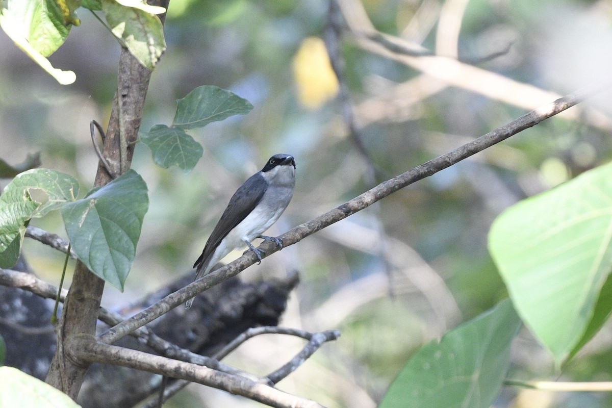 Malabar Woodshrike - ML636391316