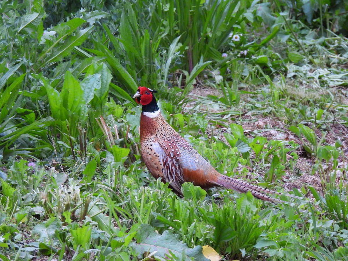 bažant obecný - ML636391422