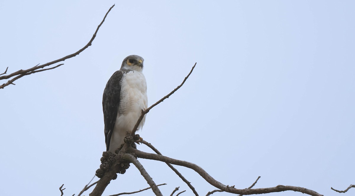 Variable Hawk - ML636391429