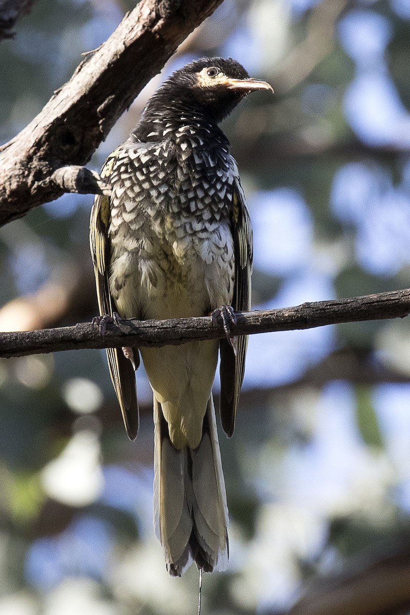 Regent Honeyeater - ML636391480