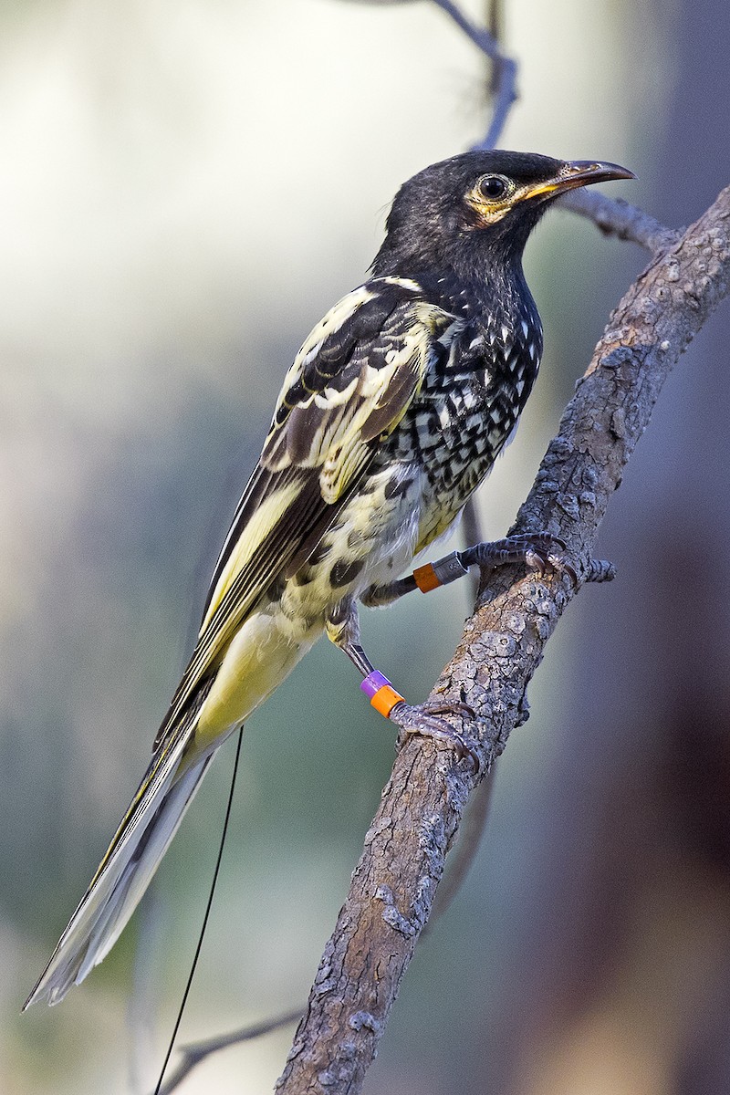Regent Honeyeater - ML636391481