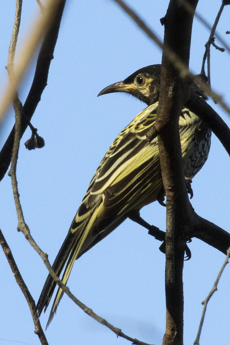 Regent Honeyeater - ML636391482