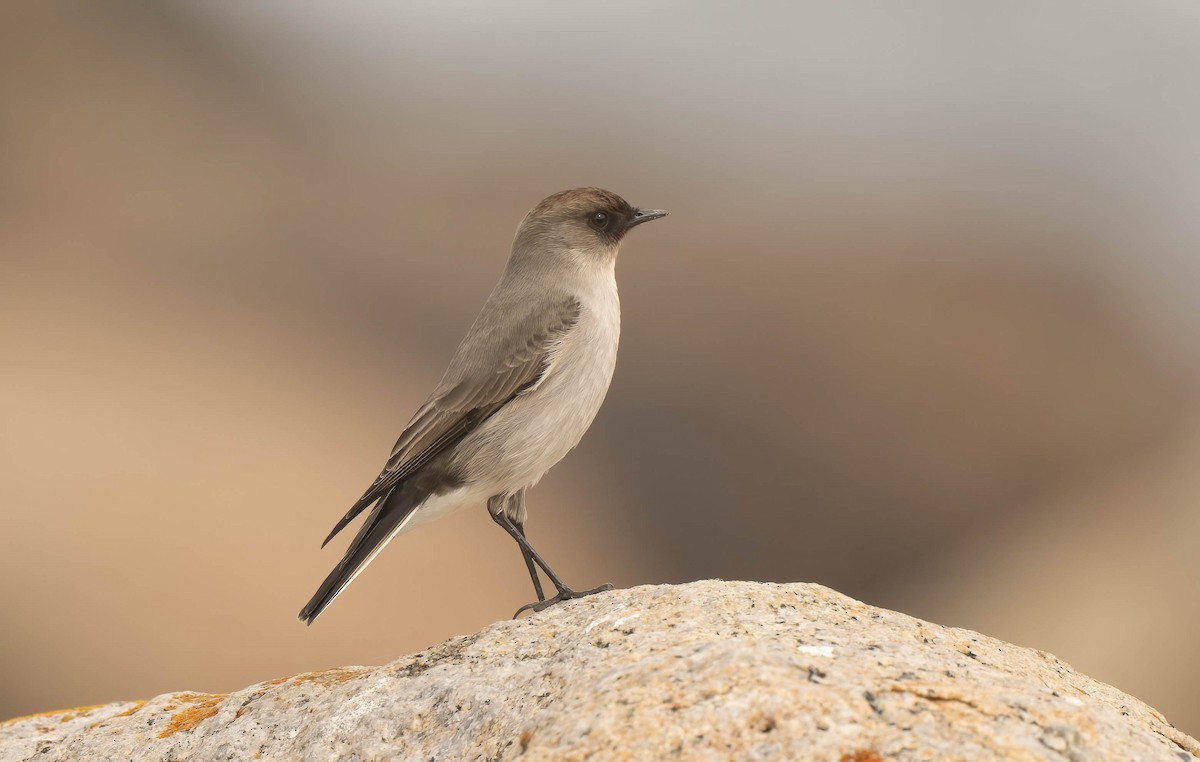 Dark-faced Ground-Tyrant - ML636391497