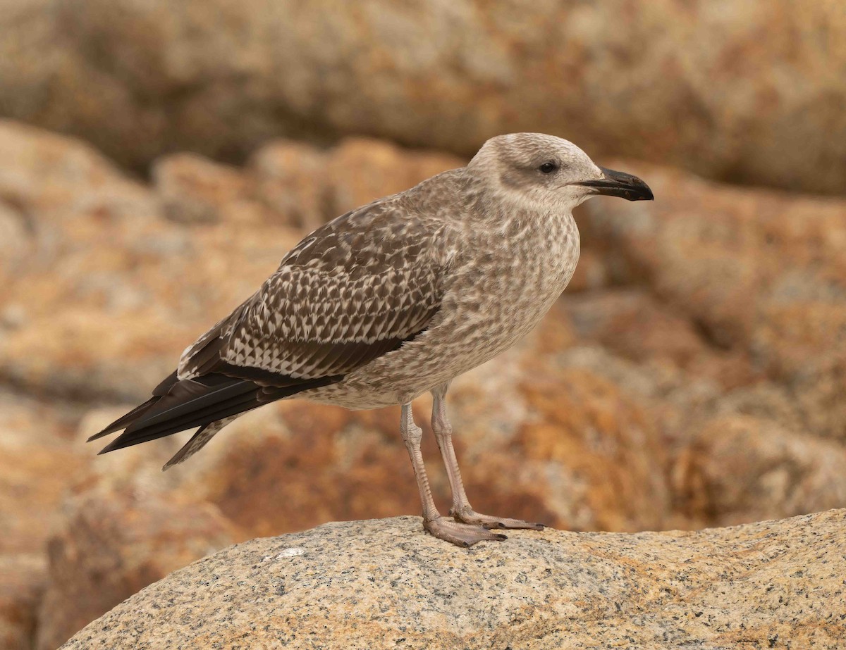 Kelp Gull - ML636391595