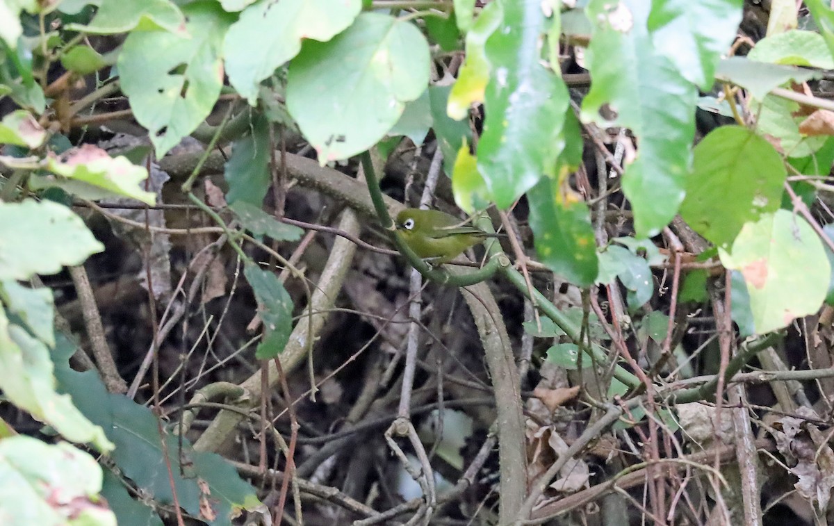 Kilimanjaro White-eye - ML636391604