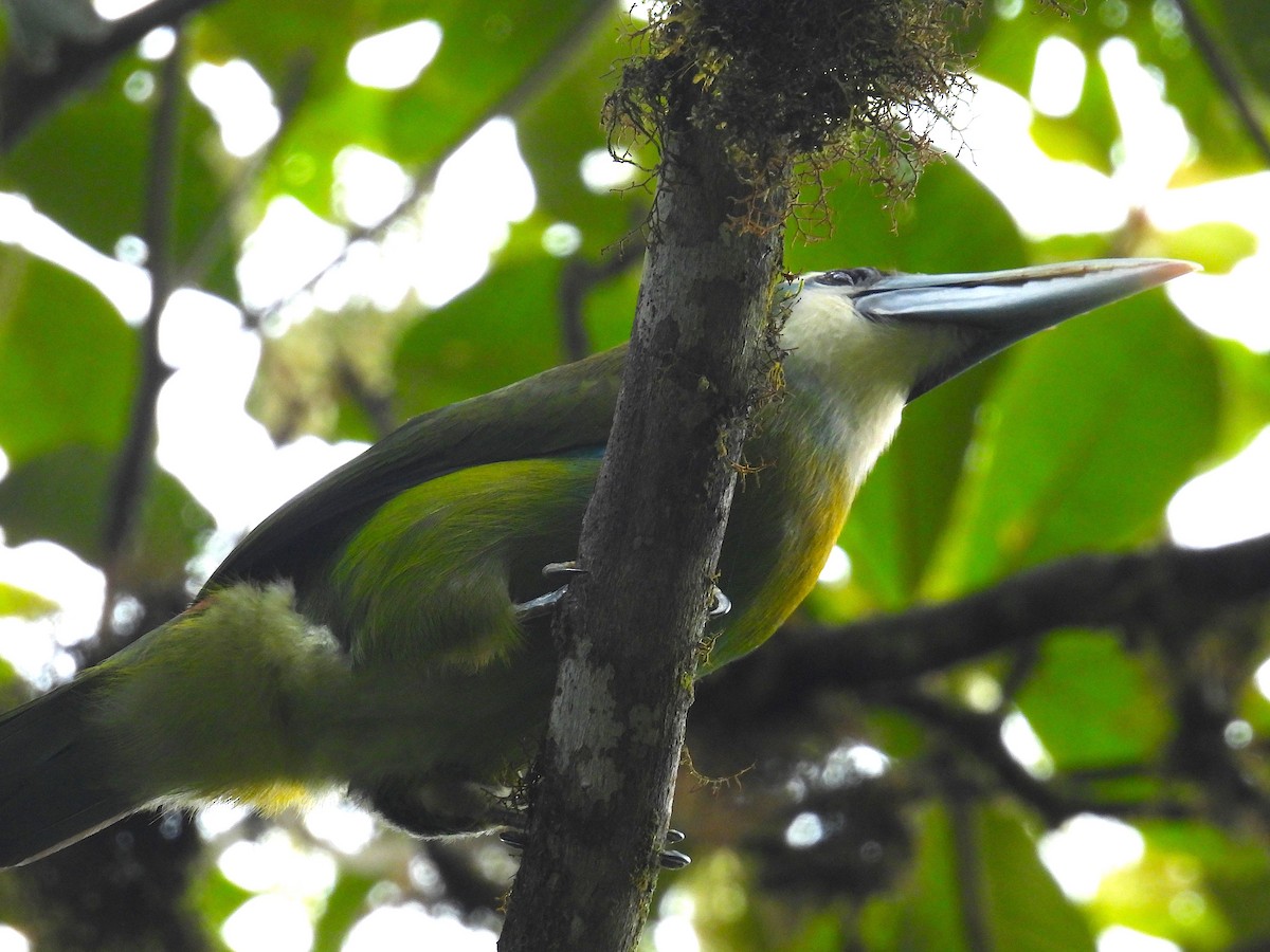 Blue-banded Toucanet - ML636391672