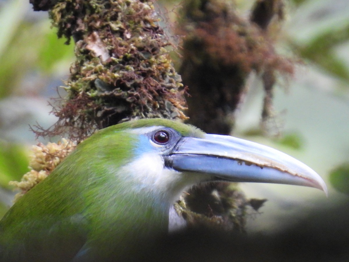 Blue-banded Toucanet - ML636391677