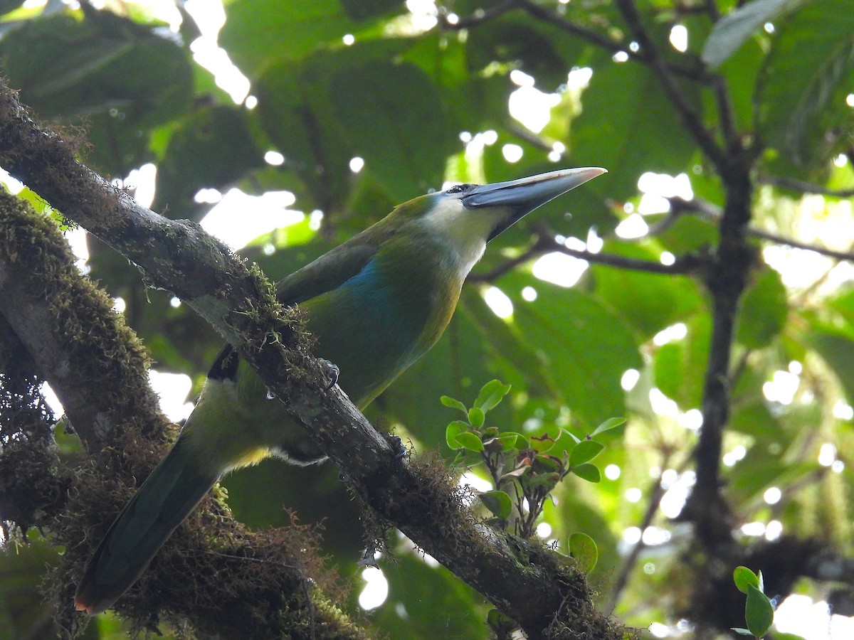 Blue-banded Toucanet - ML636391715