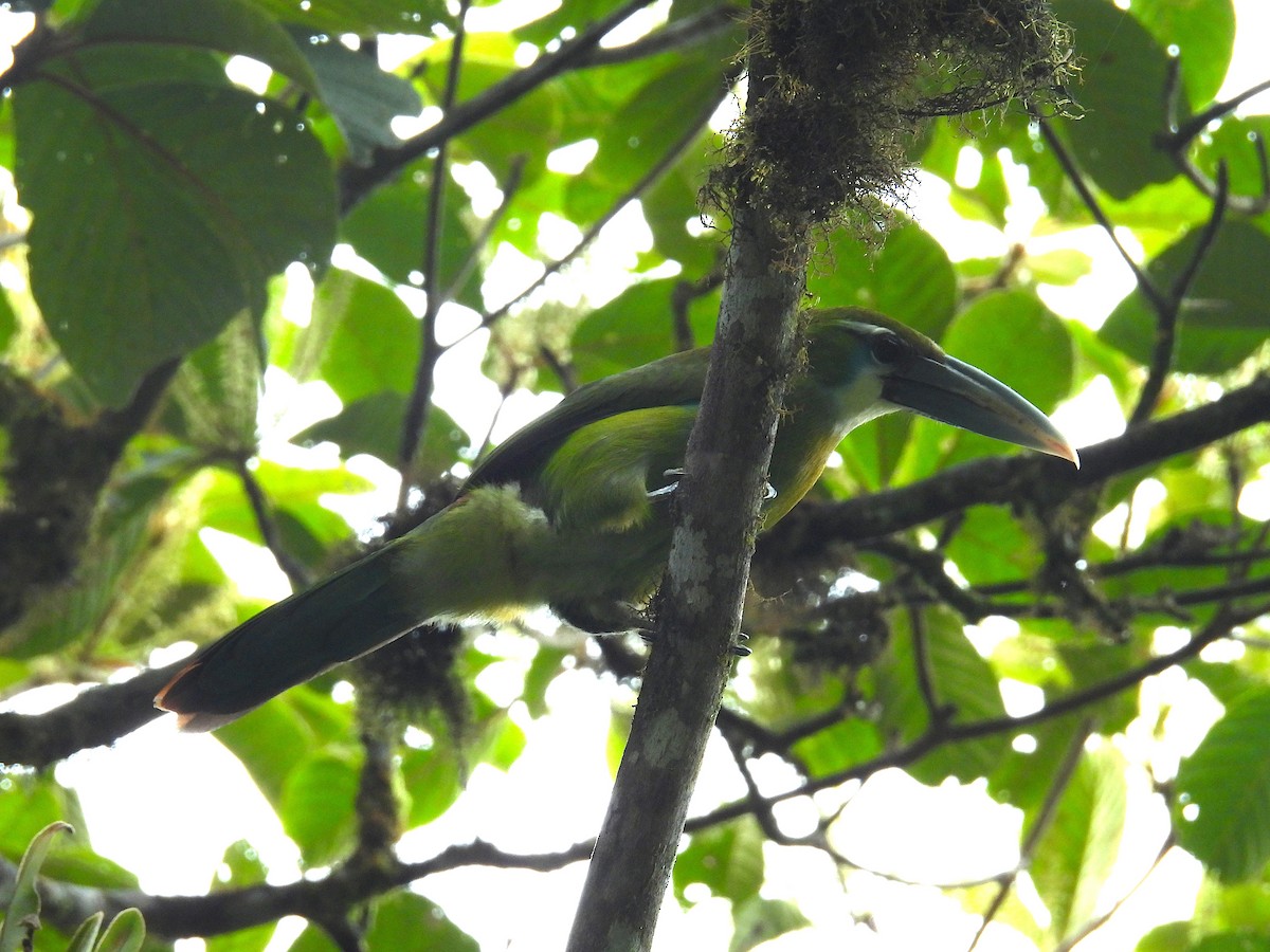 Blue-banded Toucanet - ML636391716