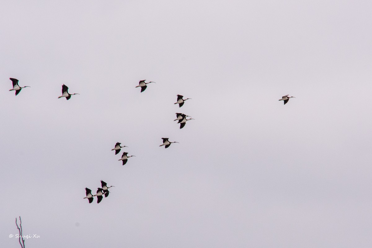 Ibis d'Australie - ML636391783