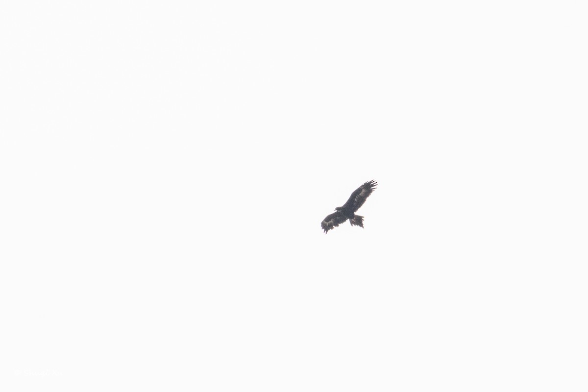 Aigle d'Australie - ML636391792