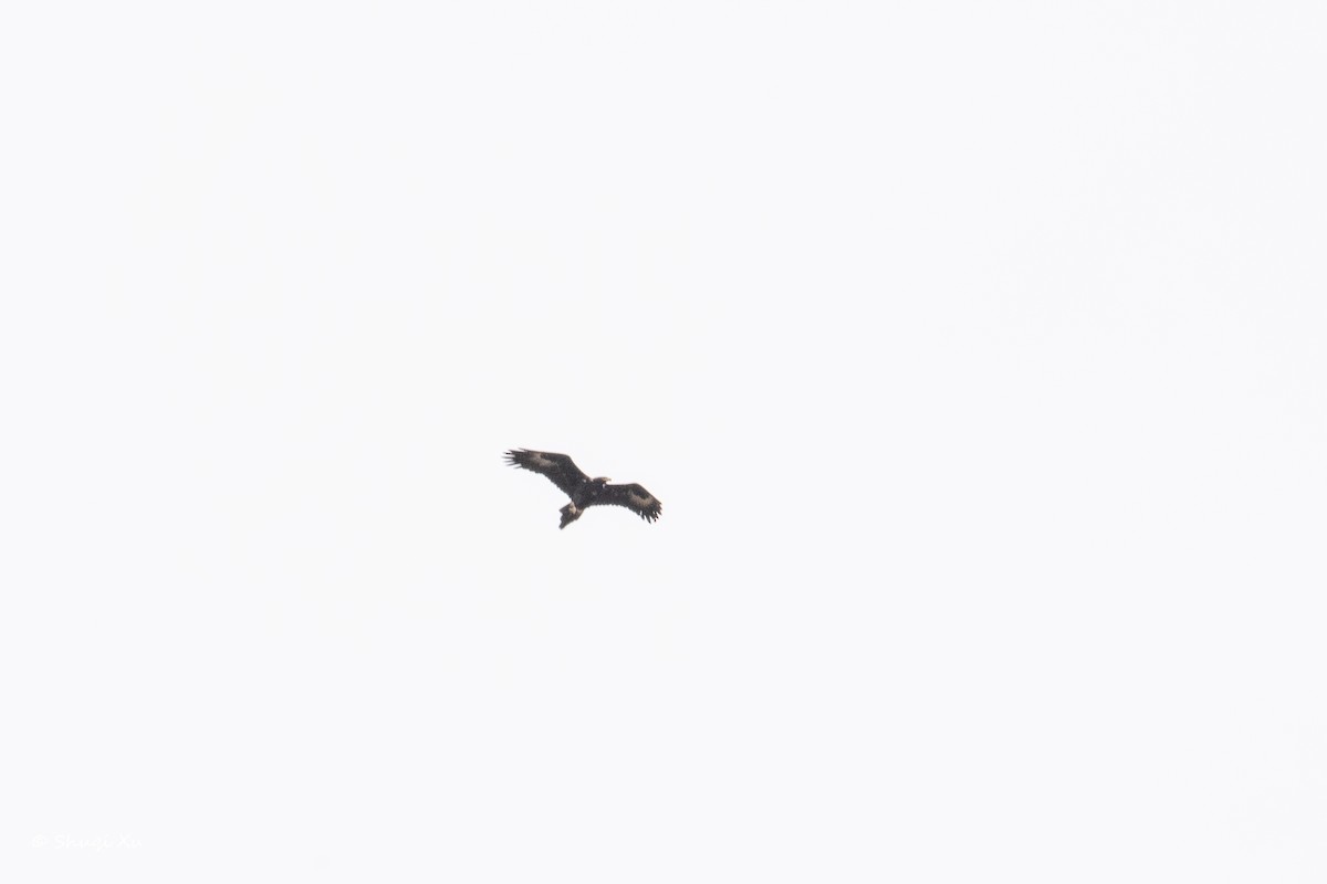 Aigle d'Australie - ML636391793