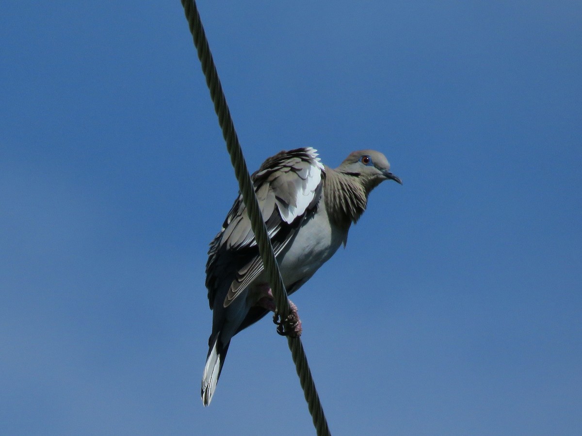 White-winged Dove - ML63639191