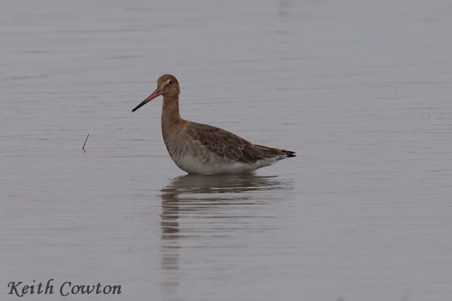 Black-tailed Godwit (Icelandic) - Keith Cowton