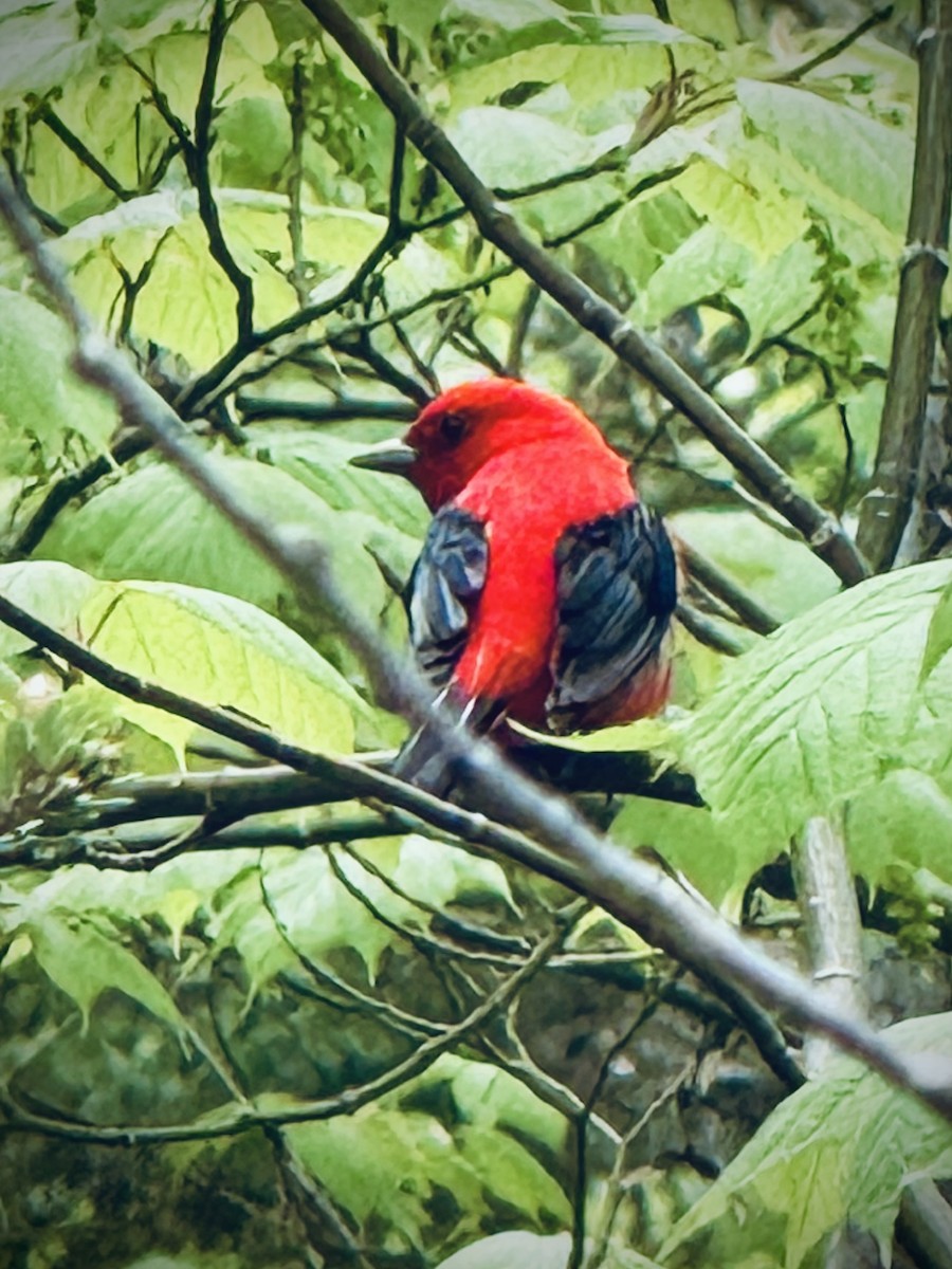 Scarlet Tanager - ML636392023