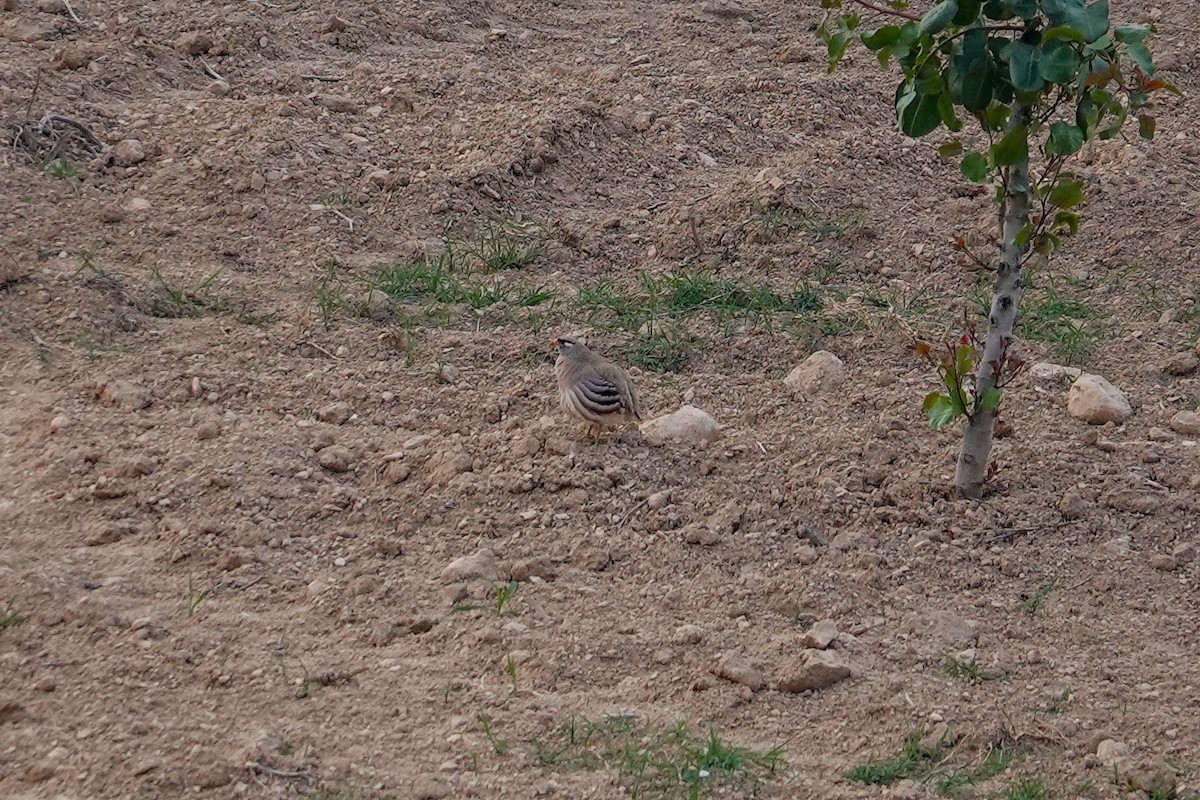 See-see Partridge - ML636392044