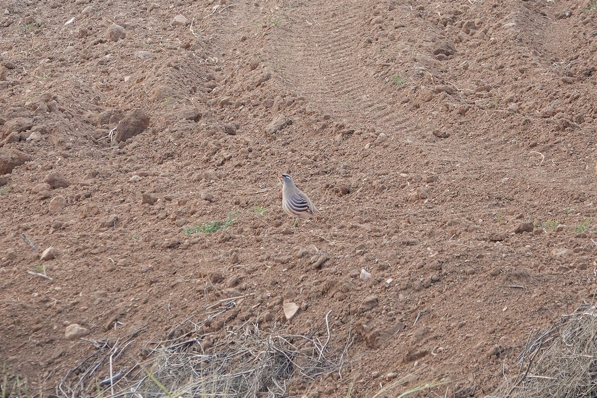 See-see Partridge - ML636392045