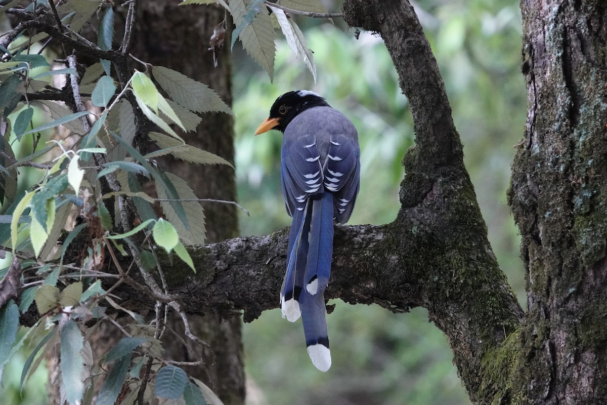 Yellow-billed Blue-Magpie - ML636392046