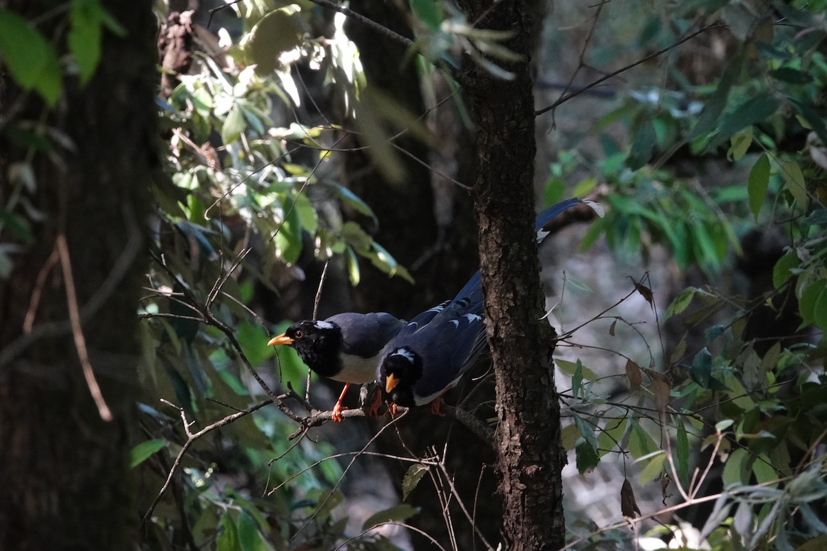 Yellow-billed Blue-Magpie - ML636392047