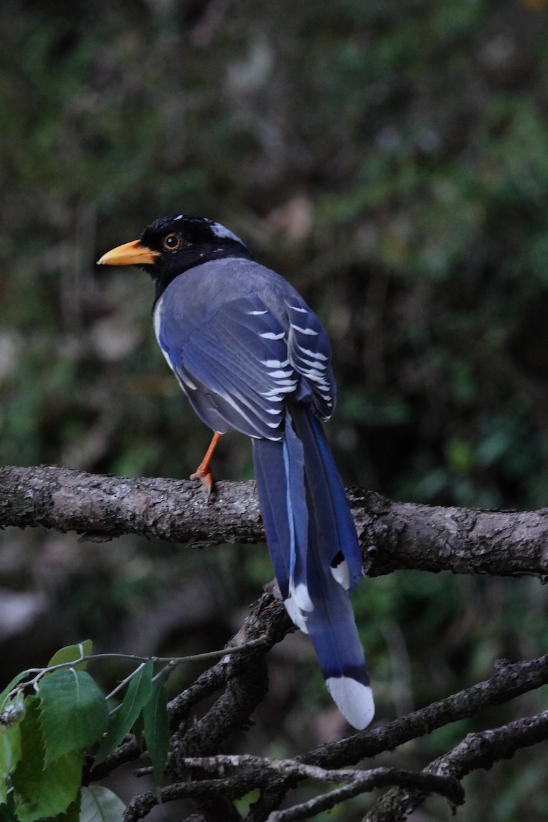 Yellow-billed Blue-Magpie - ML636392048