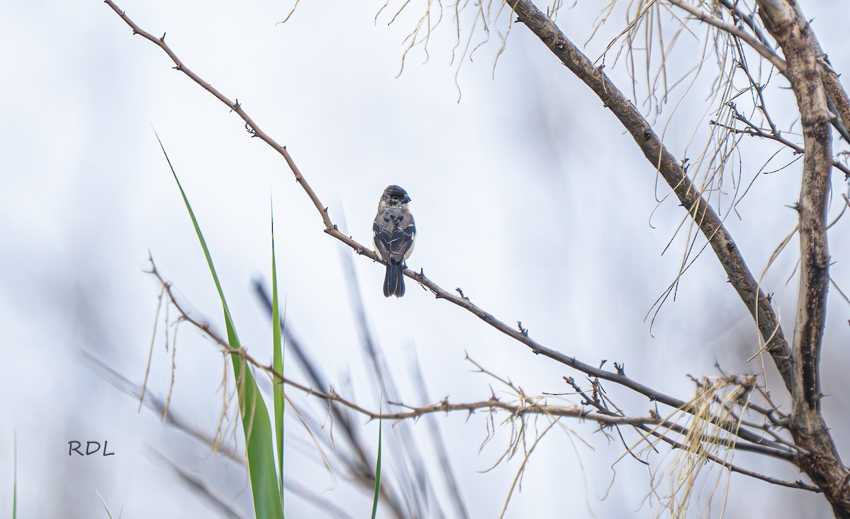 Morelet's Seedeater - ML636392060