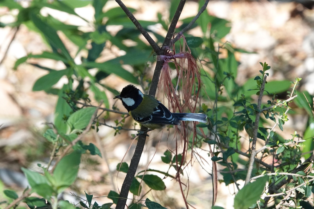 Green-backed Tit - ML636392070