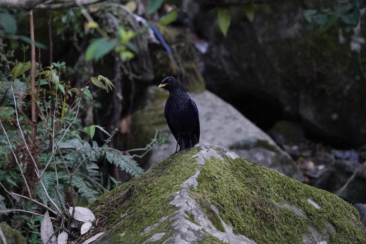 Blue Whistling-Thrush - ML636392186