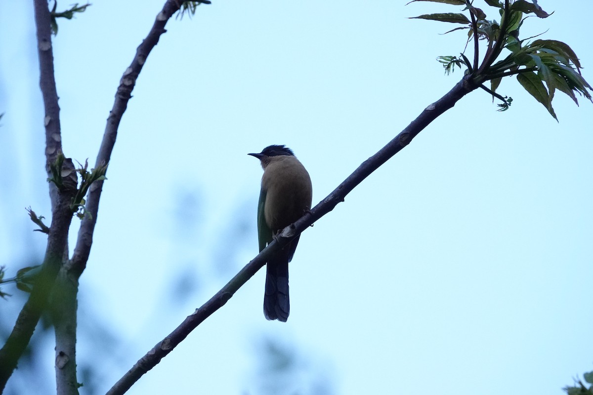Rufous Sibia - ML636392197