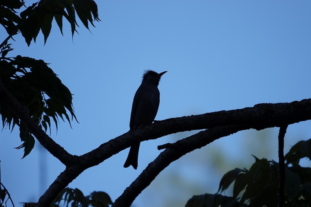 Black Bulbul - ML636392208