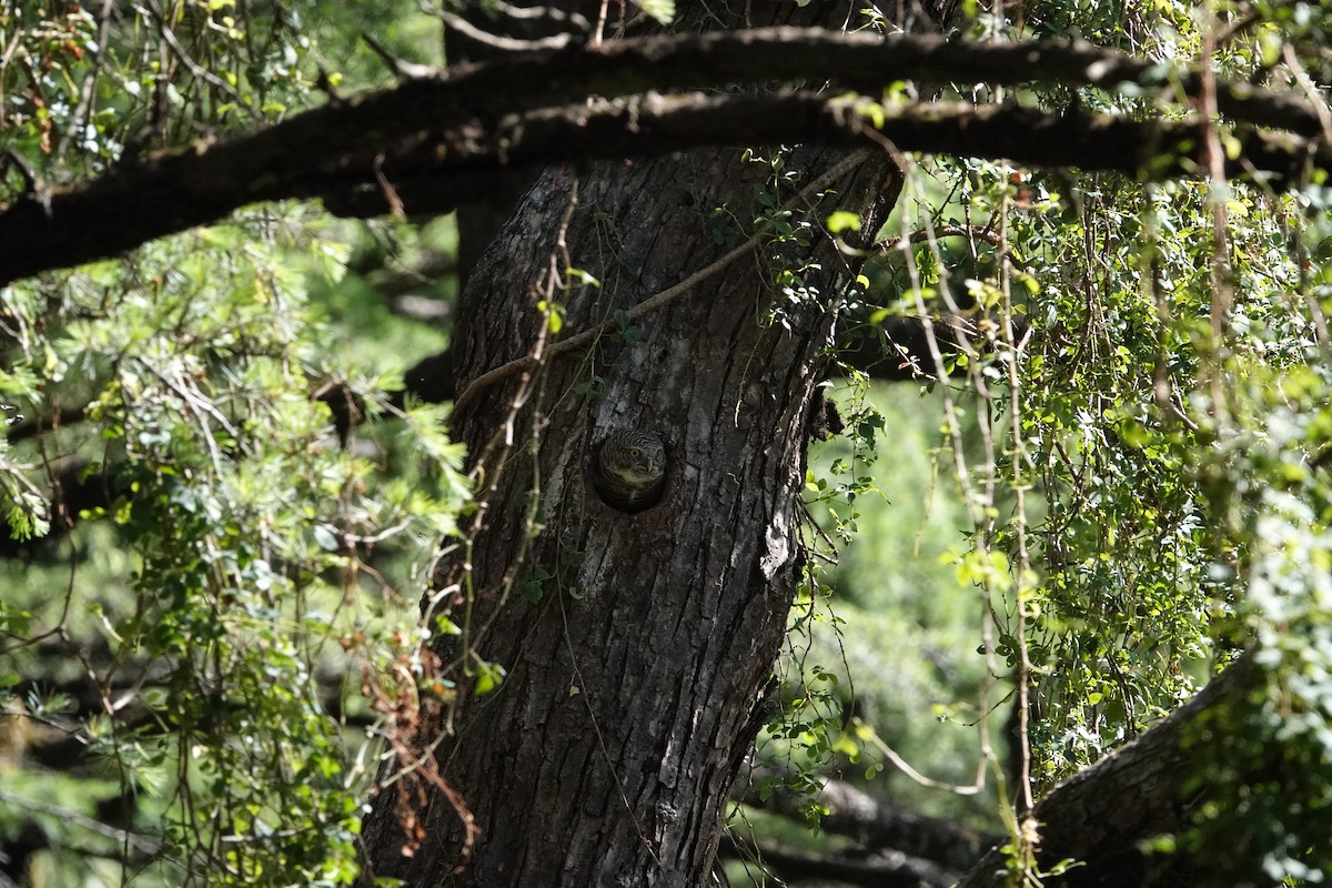 Asian Barred Owlet - ML636392223