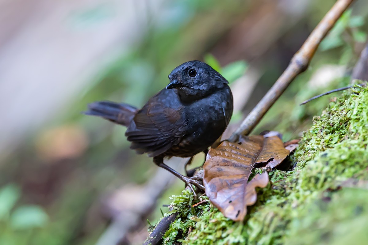 Long-tailed Tapaculo - ML636392260