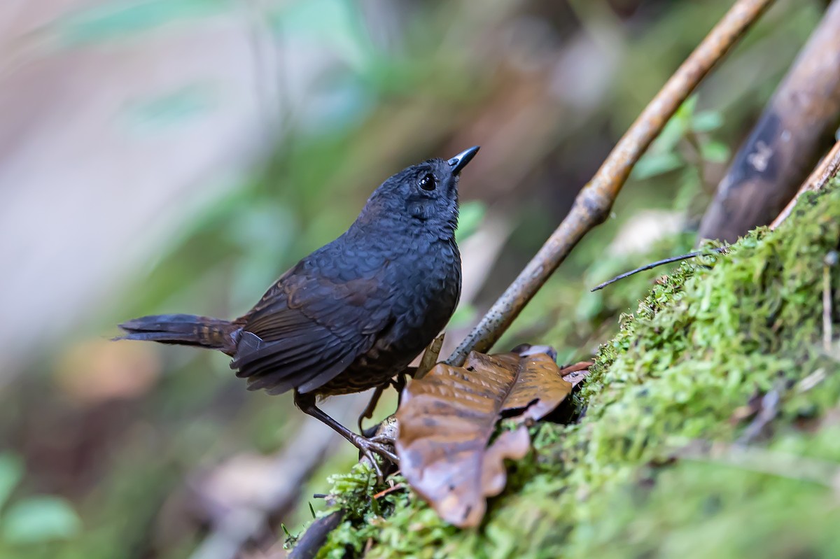 Long-tailed Tapaculo - ML636392261