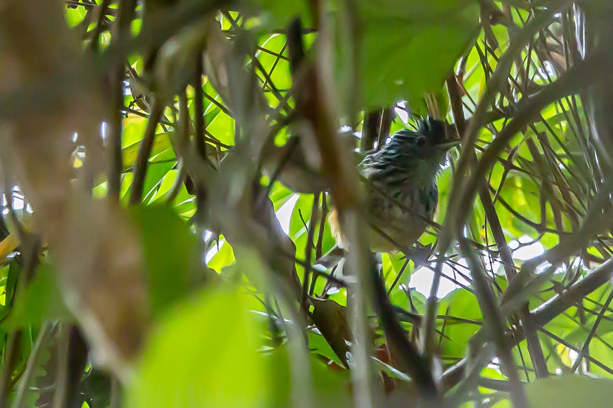 East Andean Antbird - ML636392275