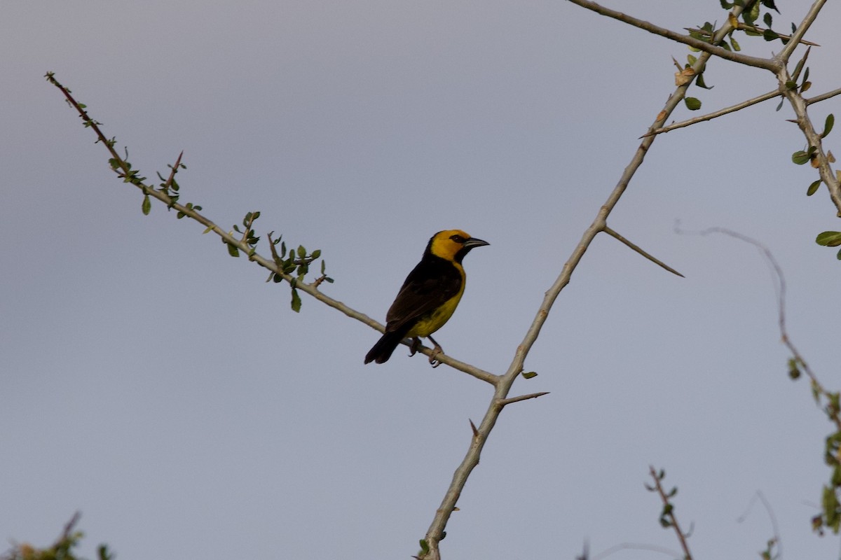 Black-necked Weaver - ML636392319