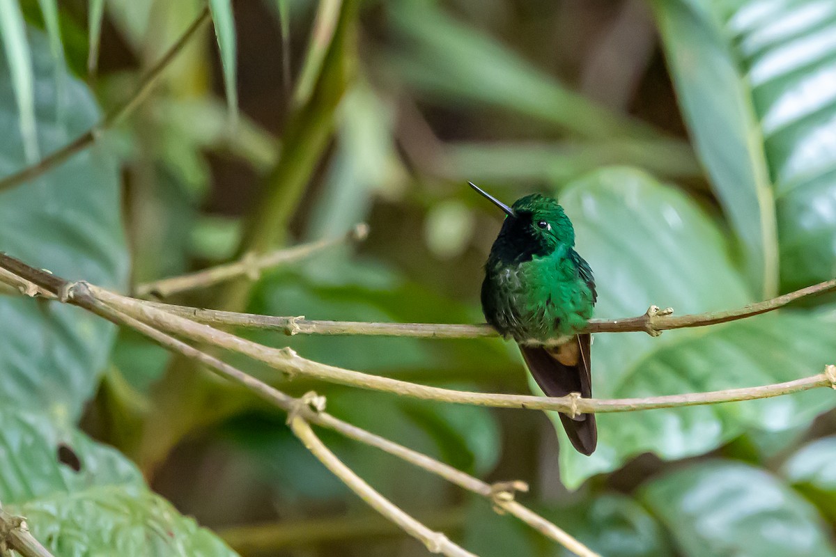 Rufous-vented Whitetip - ML636392436