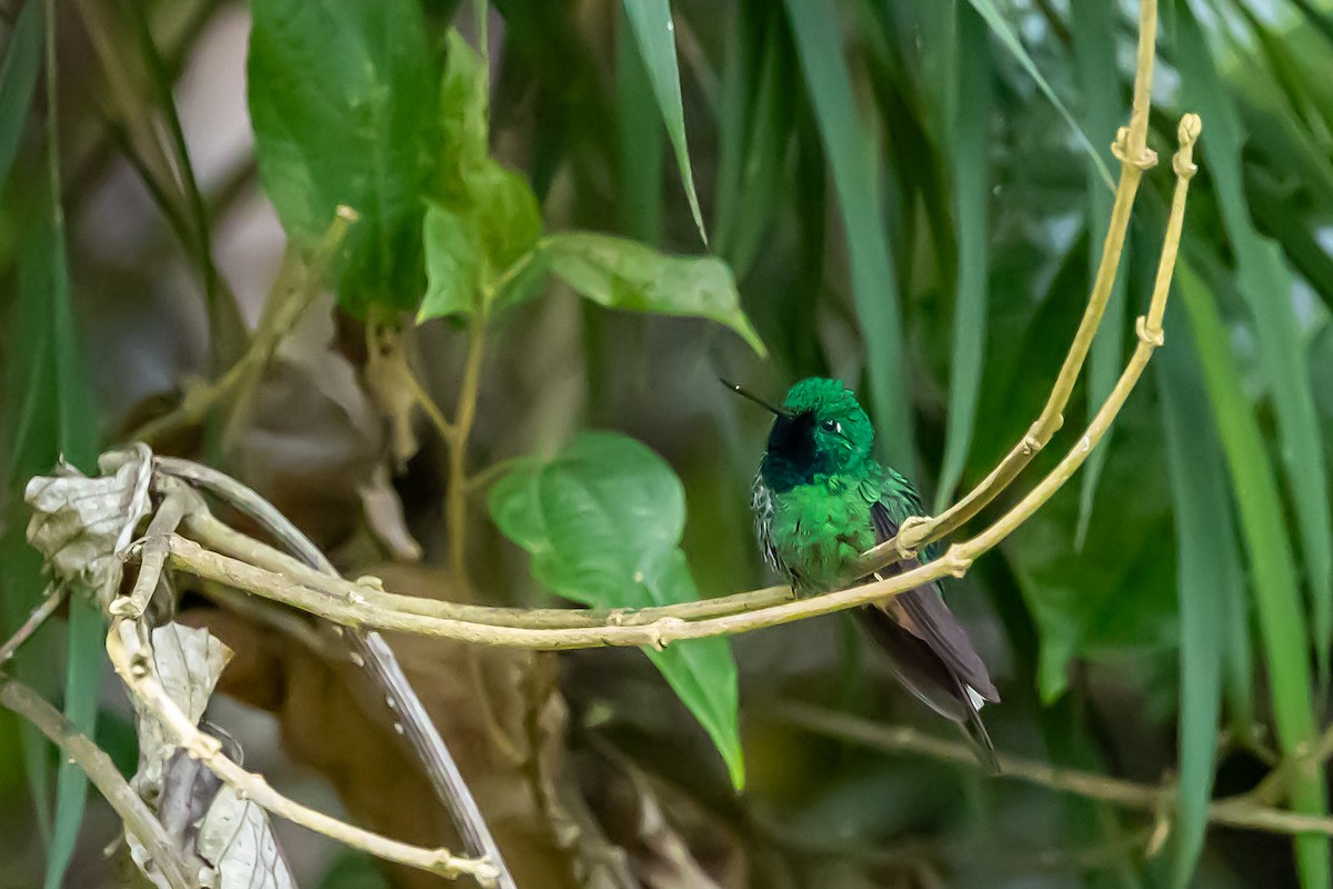 Rufous-vented Whitetip - ML636392438