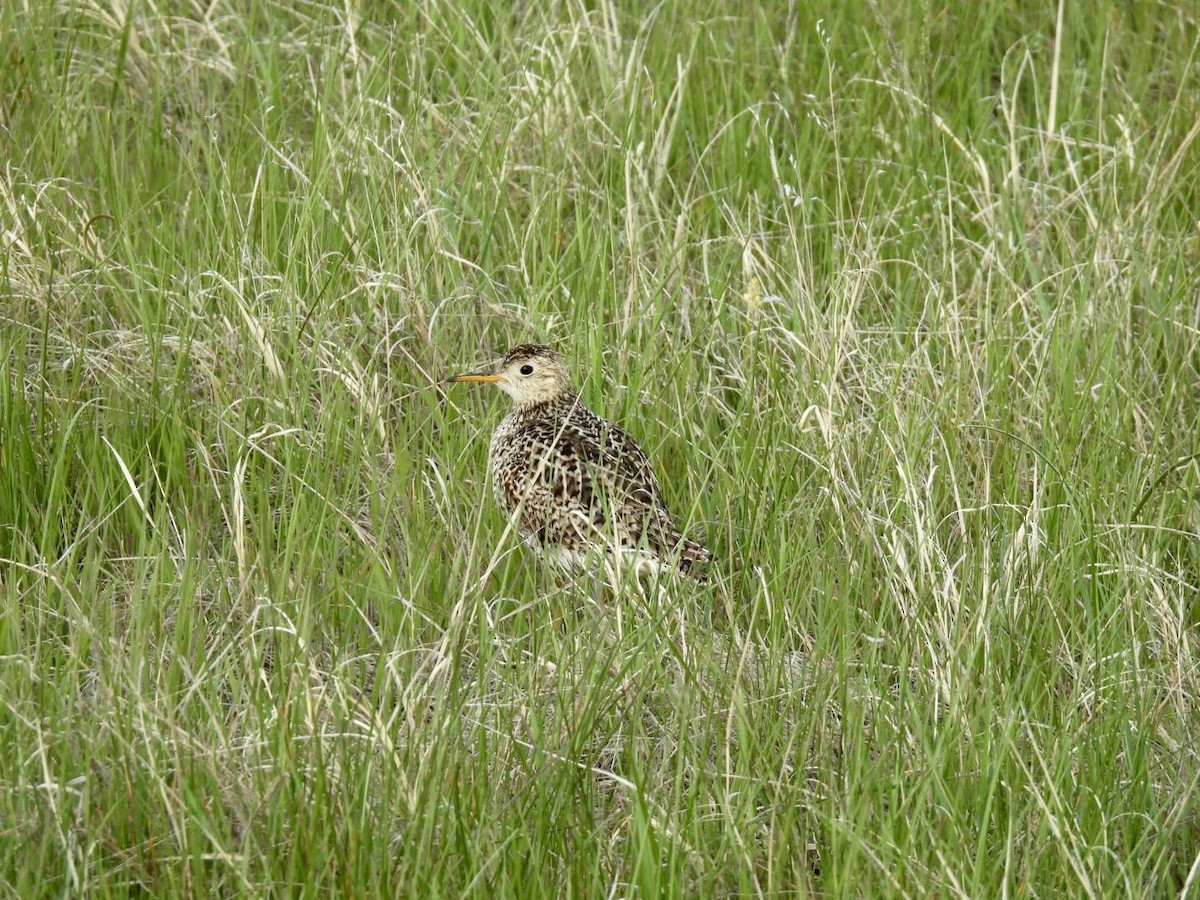 Upland Sandpiper - ML636392439