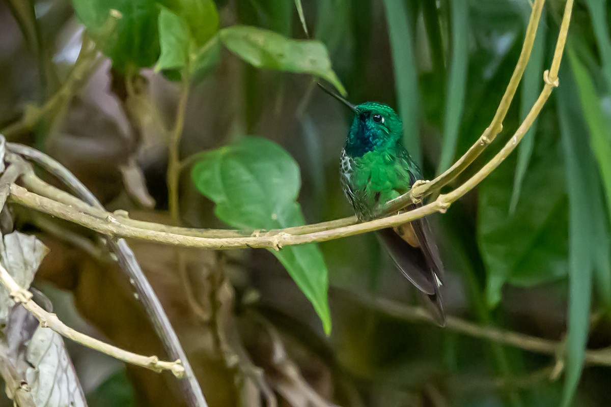 Rufous-vented Whitetip - ML636392440